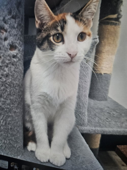 picture of the cat needing adoption