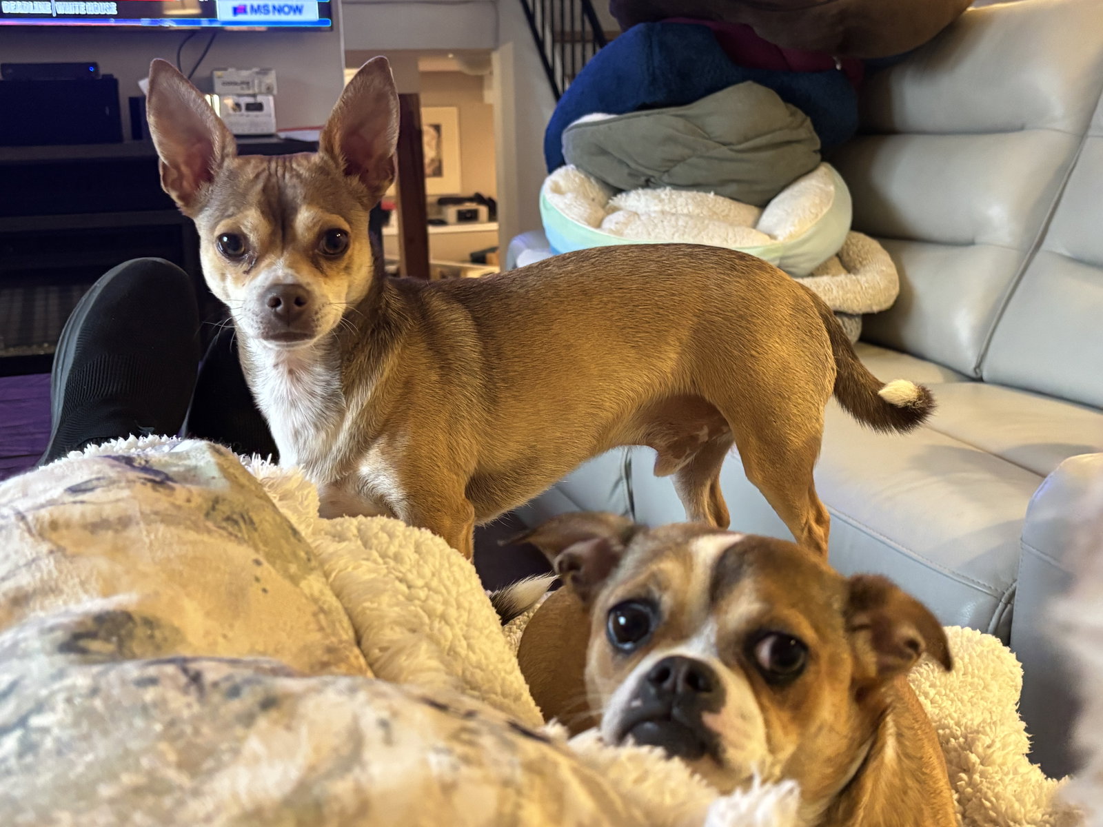Muttley D6116 & Jeff D6115 (Bonded Pair)