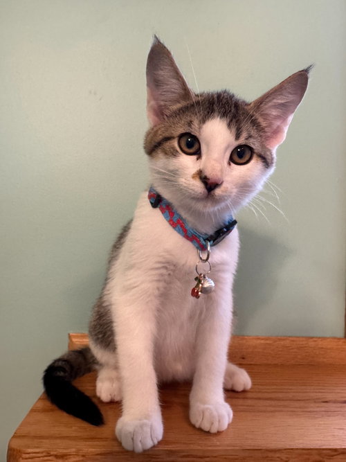 picture of the cat needing adoption