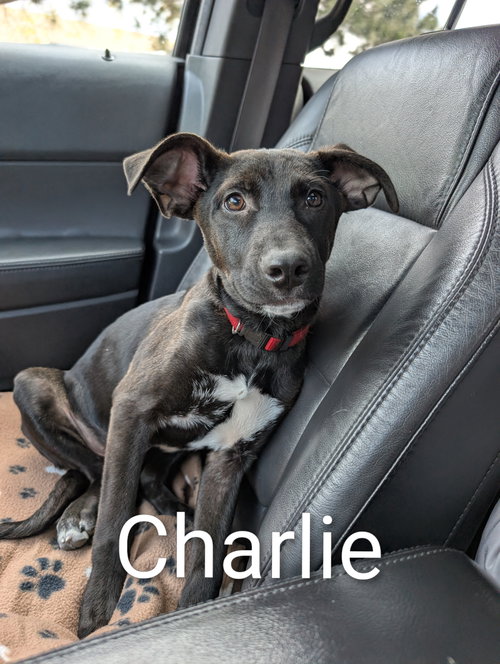 picture of the dog needing adoption