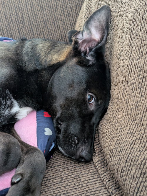 picture of the dog needing adoption