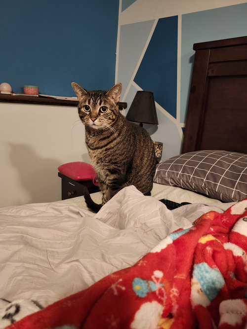 picture of the cat needing adoption