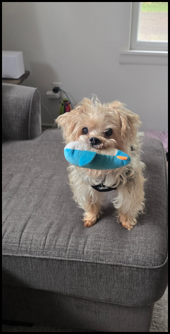 picture of the dog needing adoption