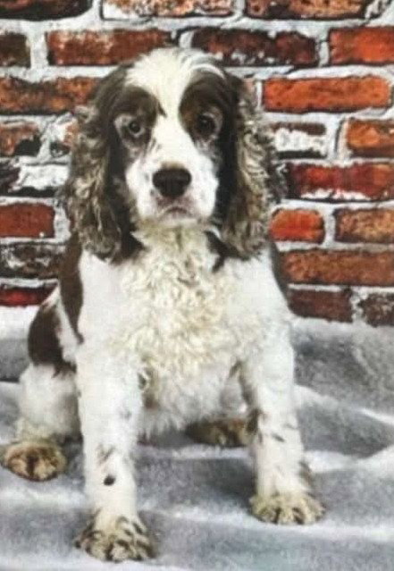 picture of the dog needing adoption