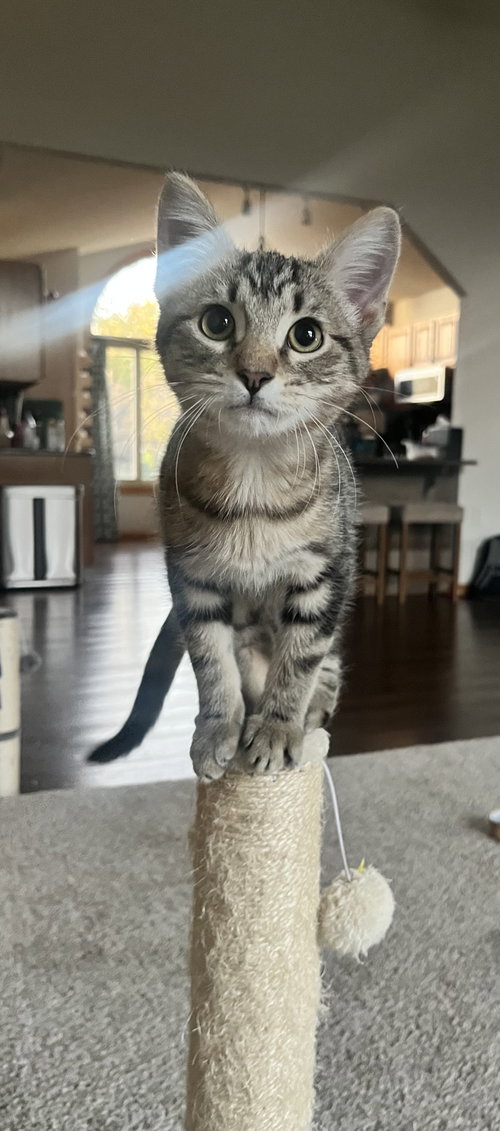 picture of the cat needing adoption