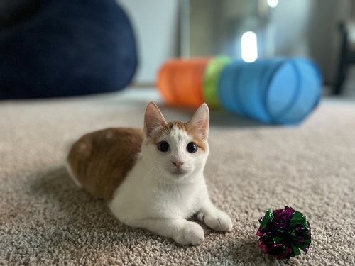 picture of the cat needing adoption