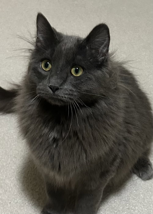 picture of the cat needing adoption