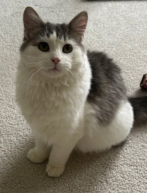 Freya C4745 - ADOPTION BEING FINALIZED, an adoptable Domestic Long Hair in Farmington, MN