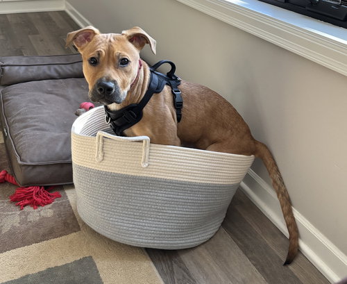 picture of the dog needing adoption