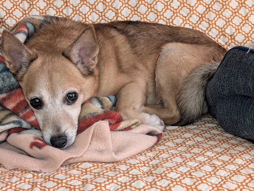 picture of the dog needing adoption