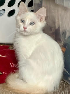 picture of the cat needing adoption