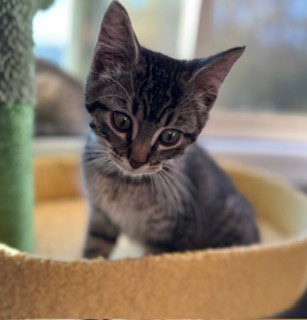 picture of the cat needing adoption