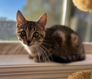picture of the cat needing adoption