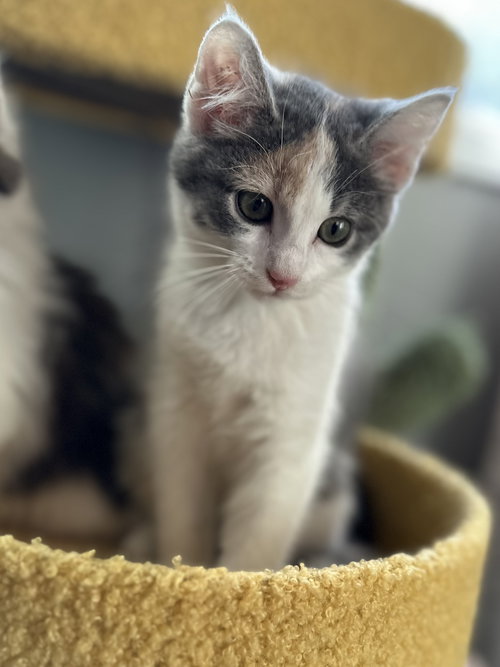picture of the cat needing adoption