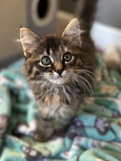 picture of the cat needing adoption