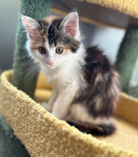 picture of the cat needing adoption