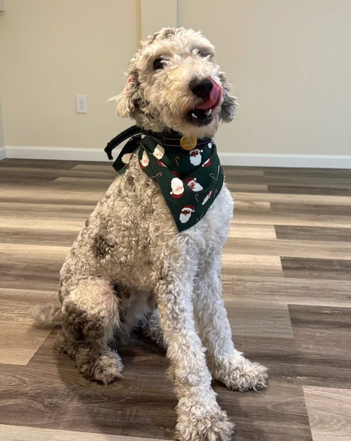 picture of the dog needing adoption