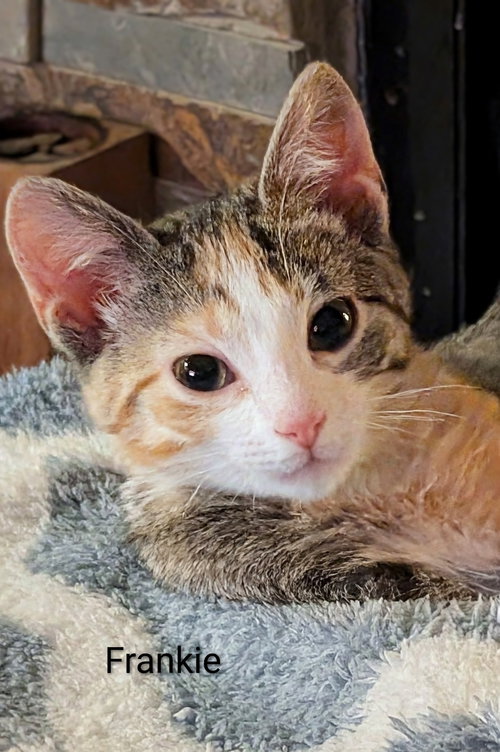 picture of the cat needing adoption