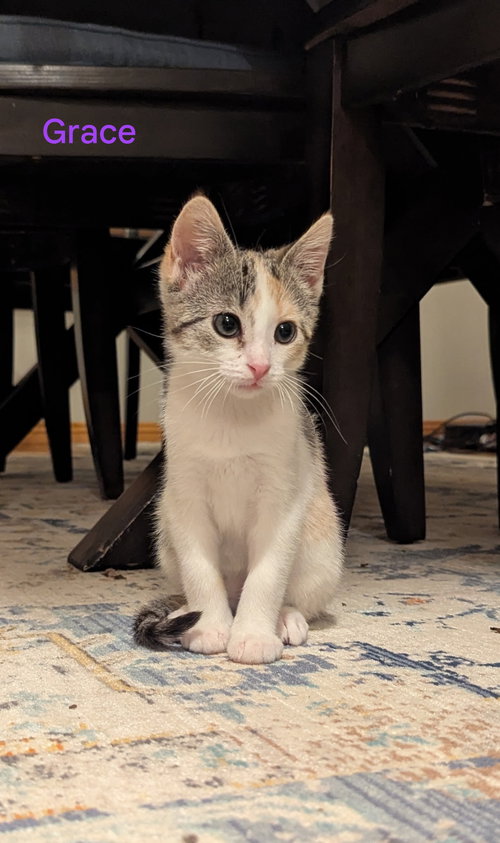 picture of the cat needing adoption