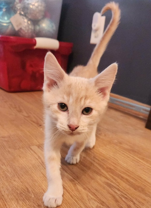 picture of the cat needing adoption