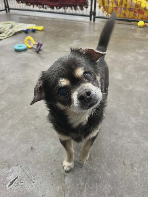 picture of the dog needing adoption