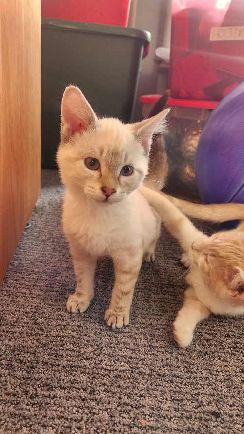 picture of the cat needing adoption