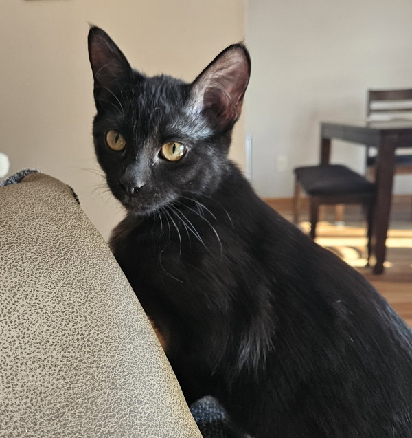 Ebony C4771 - ADOPTION BEING FINALIZED