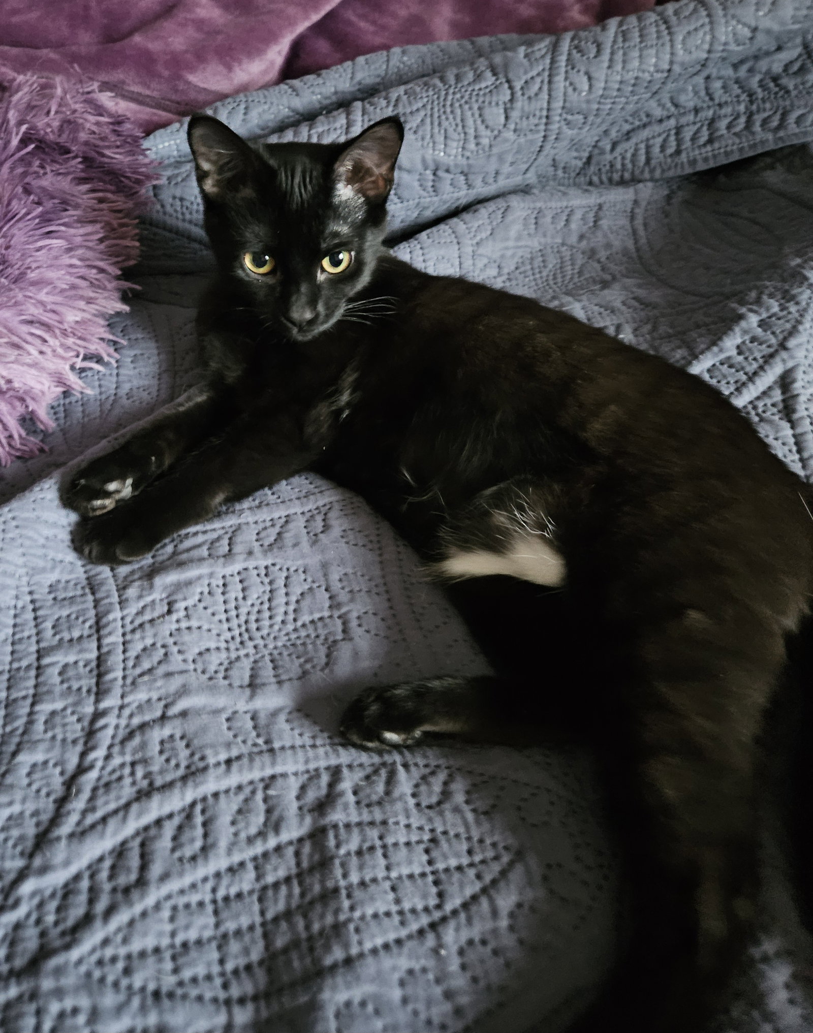 Ebony C4771 - ADOPTION BEING FINALIZED