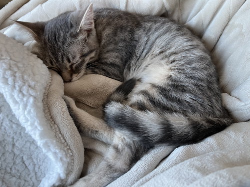 picture of the cat needing adoption