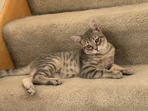 picture of the cat needing adoption
