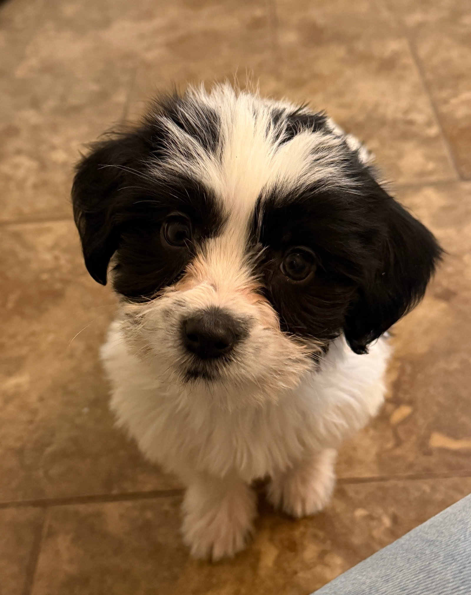 Maltese