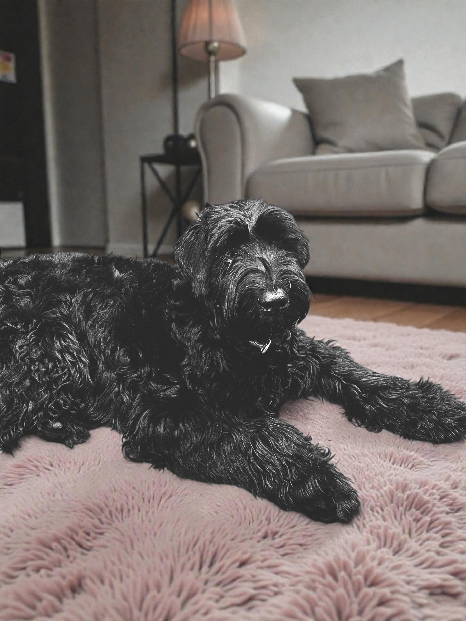 Schnauzer