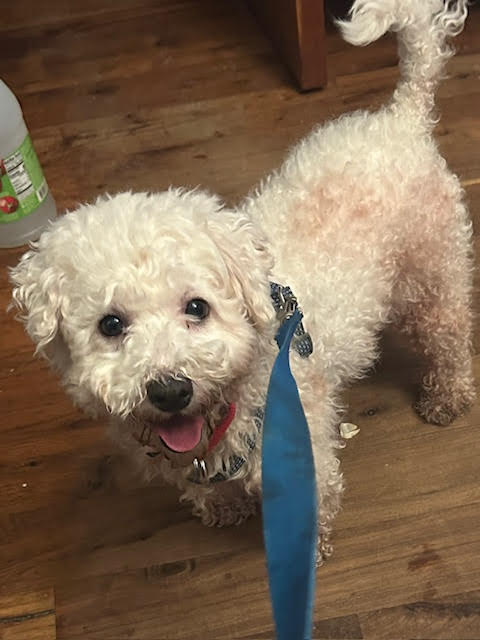 picture of the dog needing adoption