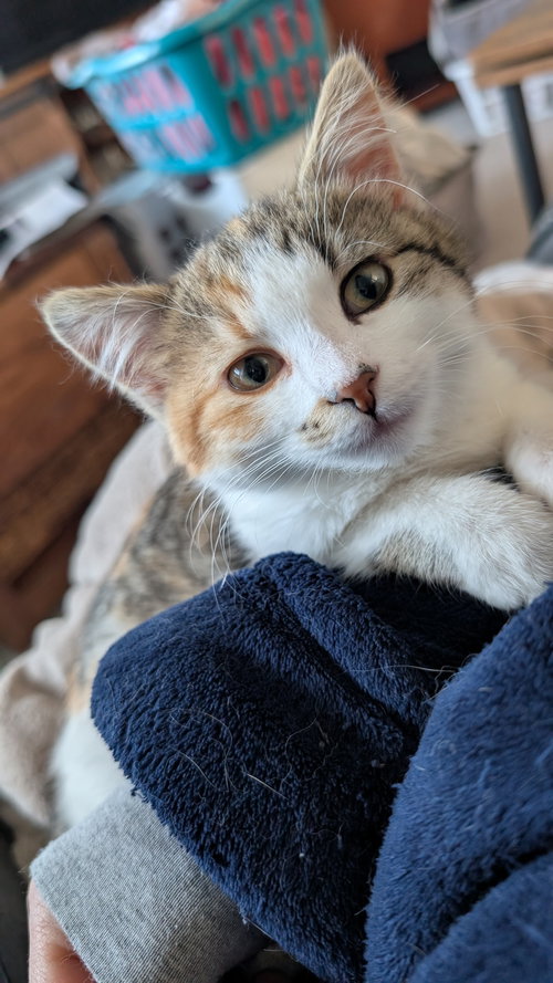 Matilda C4780, an adoptable Domestic Short Hair in Farmington, MN