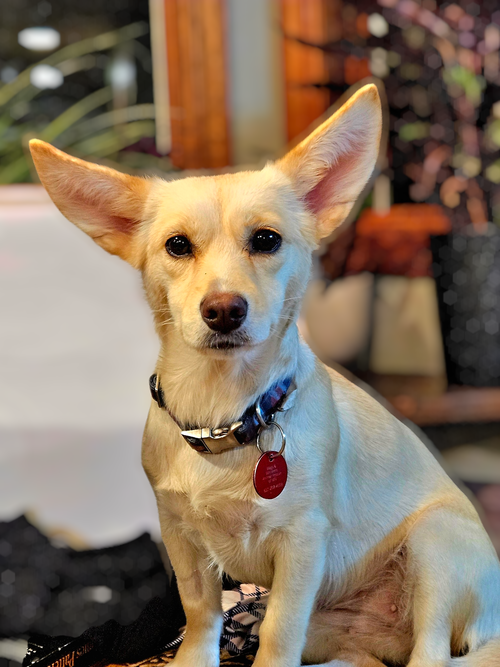 Moxie D6166, an adoptable Corgi in Farmington, MN