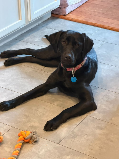 Rosie D6170, an adoptable Black Labrador Retriever in Farmington, MN