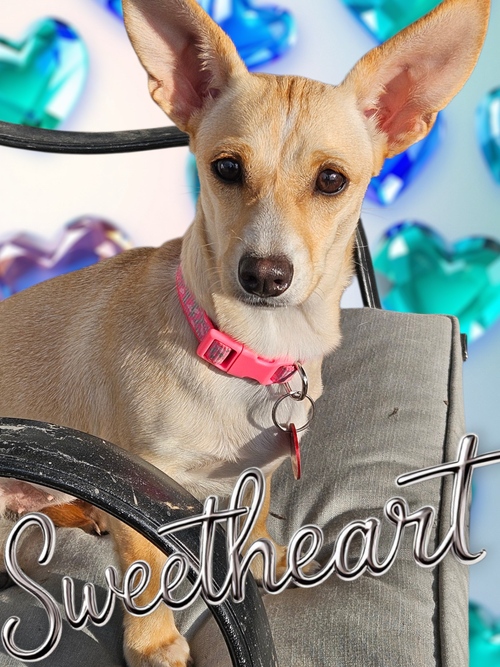 Chiquita D6167, an adoptable Chihuahua in Farmington, MN