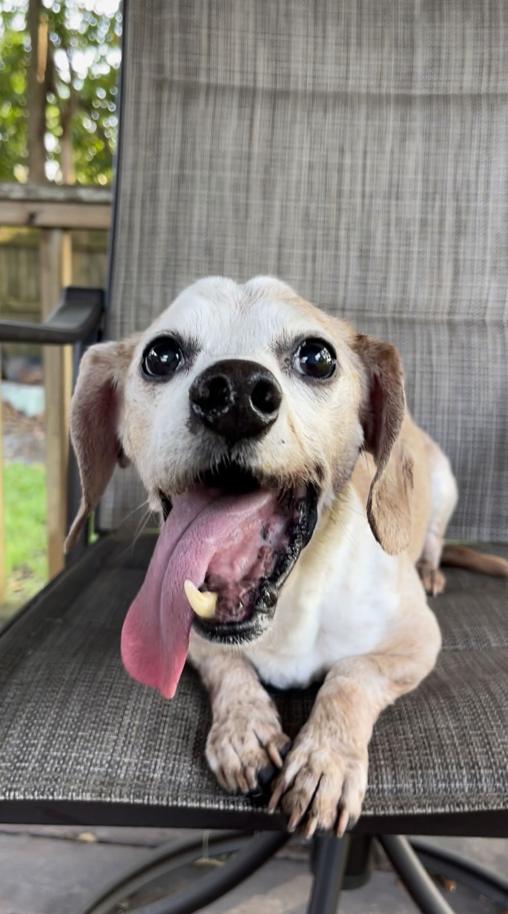 adoptable Dog in P E Chevron CS, FL named Truman