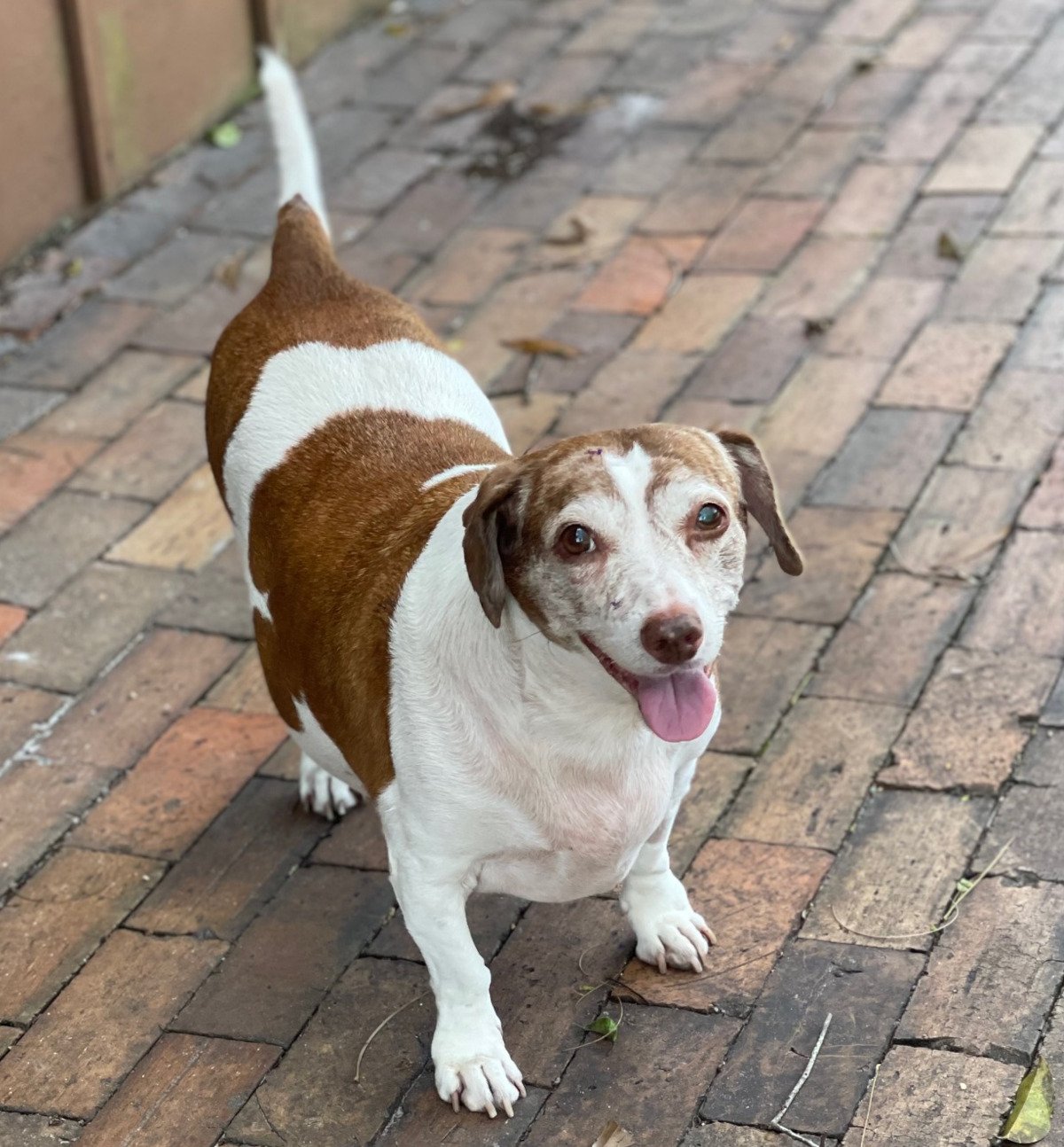 adoptable Dog in P E Chevron CS, FL named Bruiser