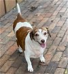 adoptable Dog in , FL named Bruiser