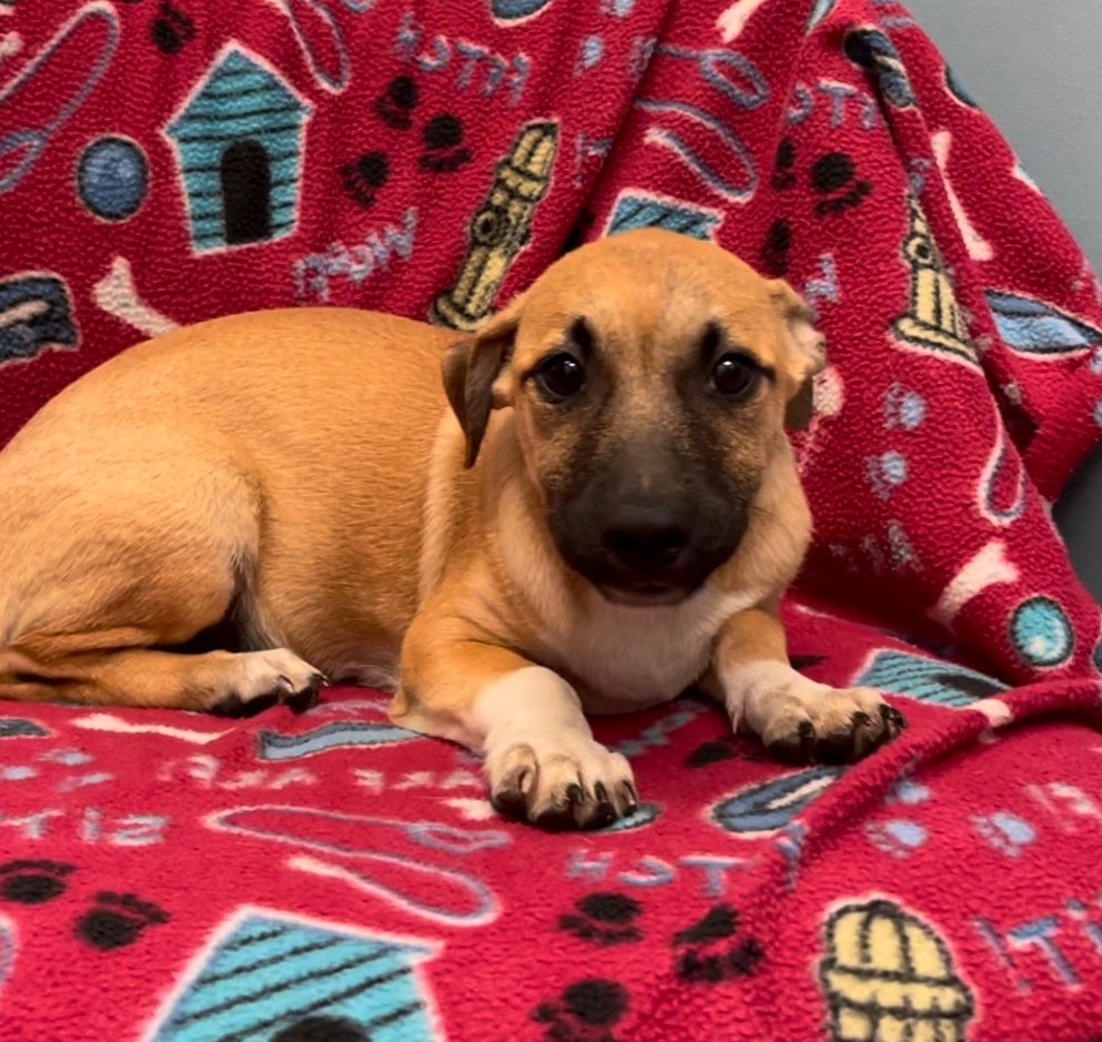adoptable Dog in P E Chevron CS, FL named Lillie
