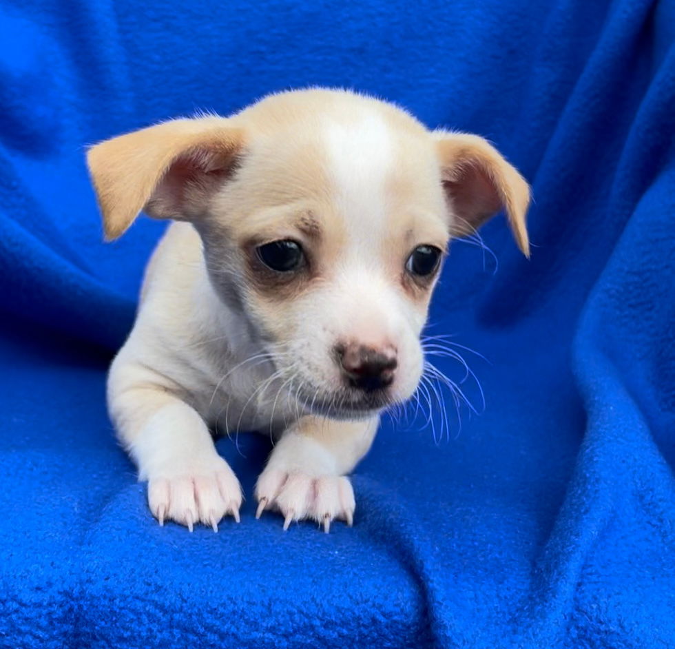 dog-for-adoption-winnie-a-dachshund-in-bunche-park-fl-alpha-paw