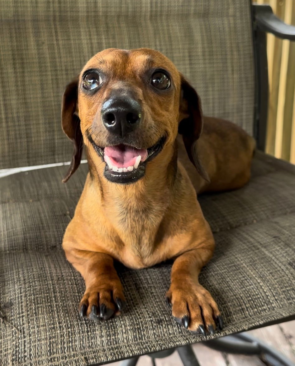 adoptable Dog in P E Chevron CS, FL named Glinda