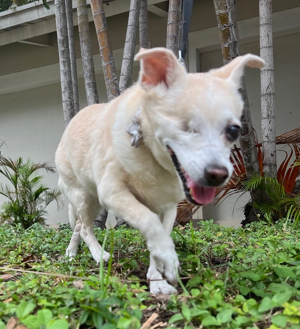 adoptable Dog in P E Chevron CS, FL named Nuvia