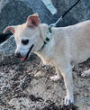 adoptable Dog in P E Chevron CS, FL named Nuvia