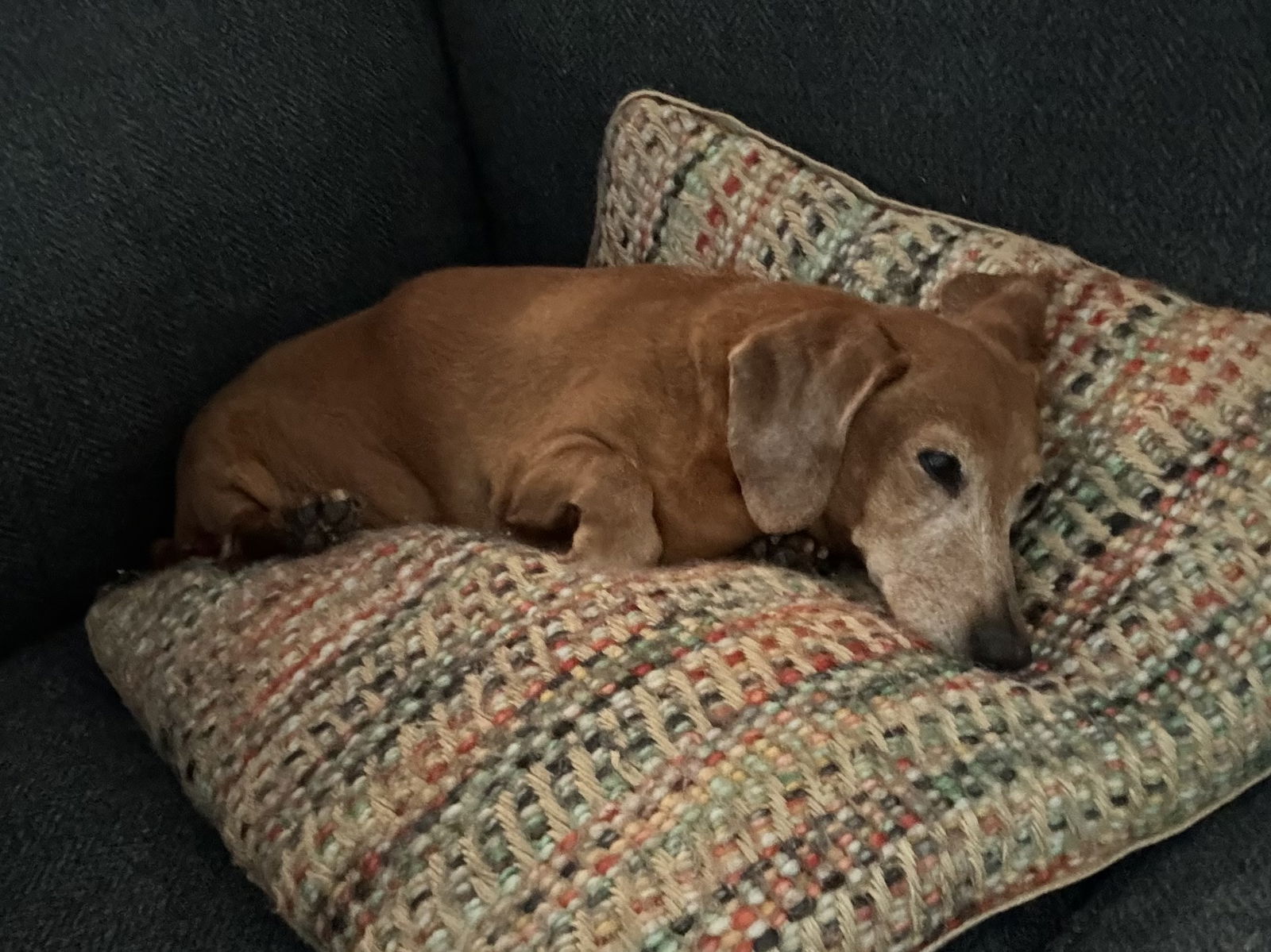 adoptable Dog in P E Chevron CS, FL named Daisy