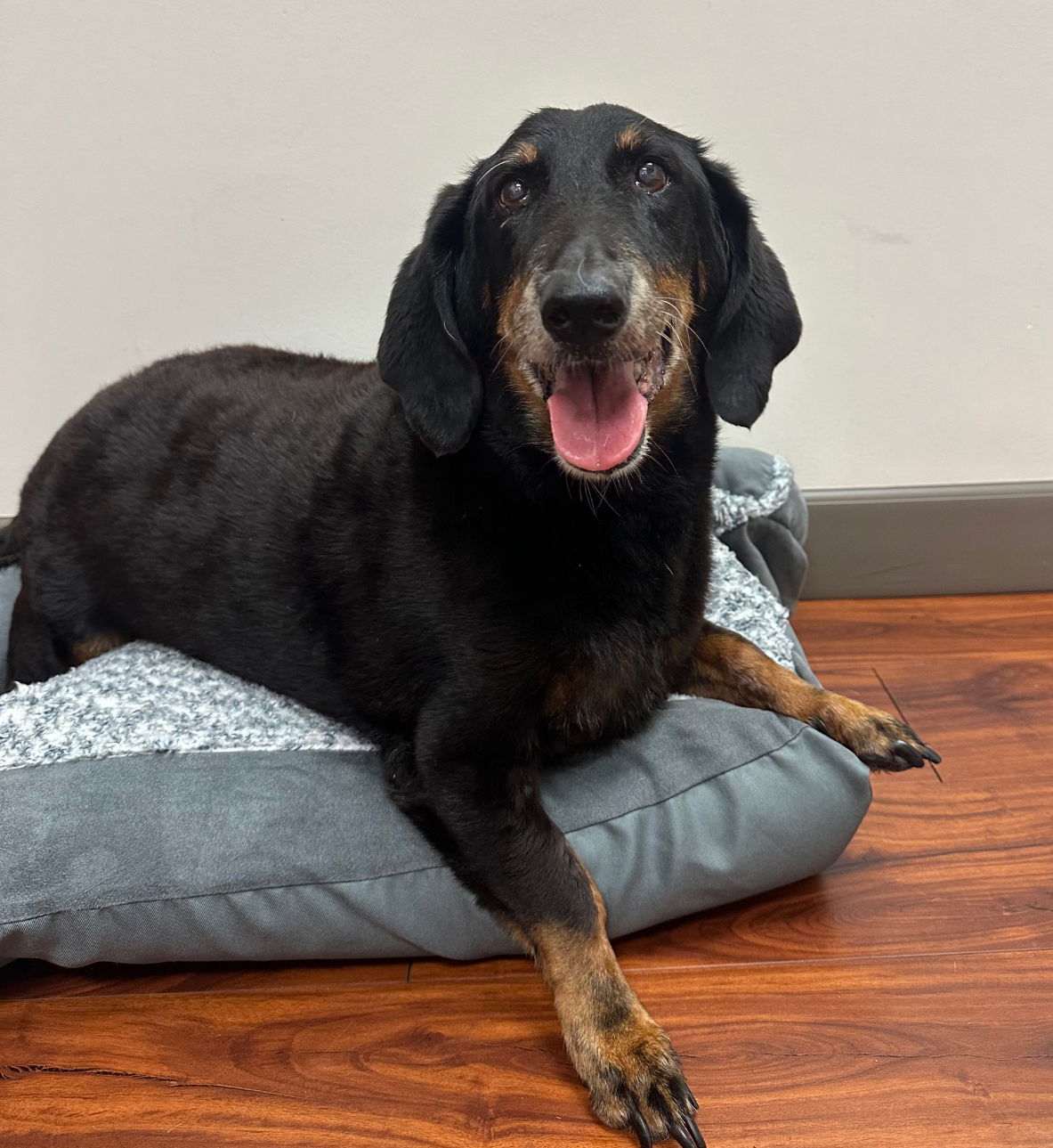 adoptable Dog in P E Chevron CS, FL named Sir Bailey