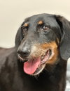 Sir Bailey - Photo 2