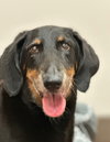 Sir Bailey - Photo 3