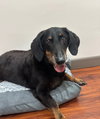 Sir Bailey - Photo 4